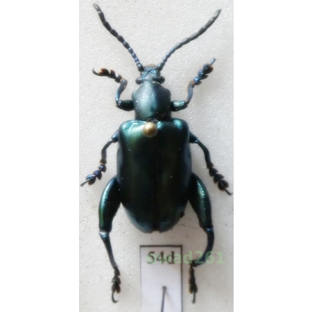 Sagra femorata (Drury, 1773) Indonesia, Java54d